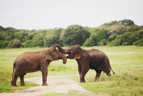Elephant Gathering Sri Lanka
